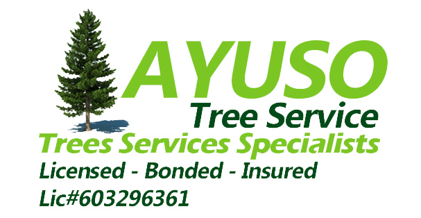 Ayuso Tree Services